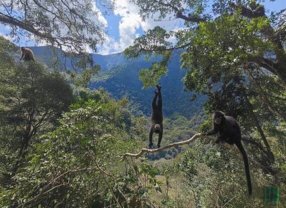 Ecoturismo en Santuario Nacional Pampa hermosa. San Ramón, Chanchamayo, Selva Central, Junín, Perú.